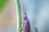 273497 – Photo : Johan Verstraeten – Belgique
